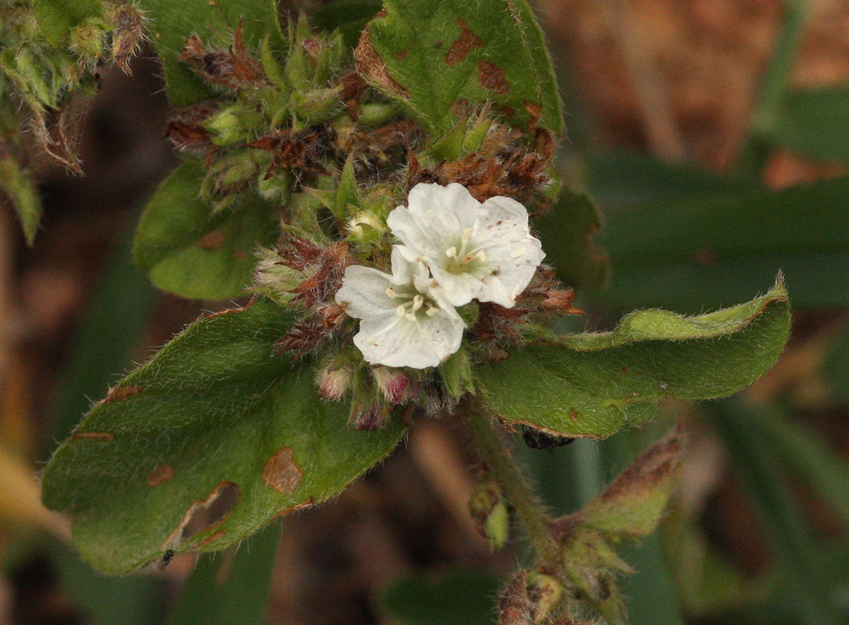 Seddera suffruticosa var. suffruticosa Seddera suffruticosa var. suffruticosa