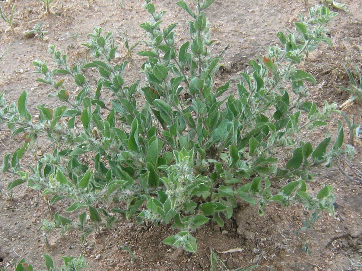 Seddera suffruticosa var. hirsutissima Seddera suffruticosa var. hirsutissima