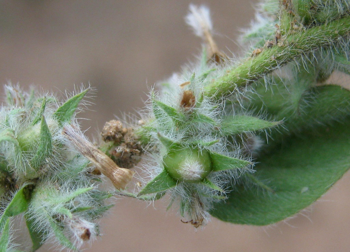 Seddera suffruticosa var. hirsutissima Seddera suffruticosa var. hirsutissima
