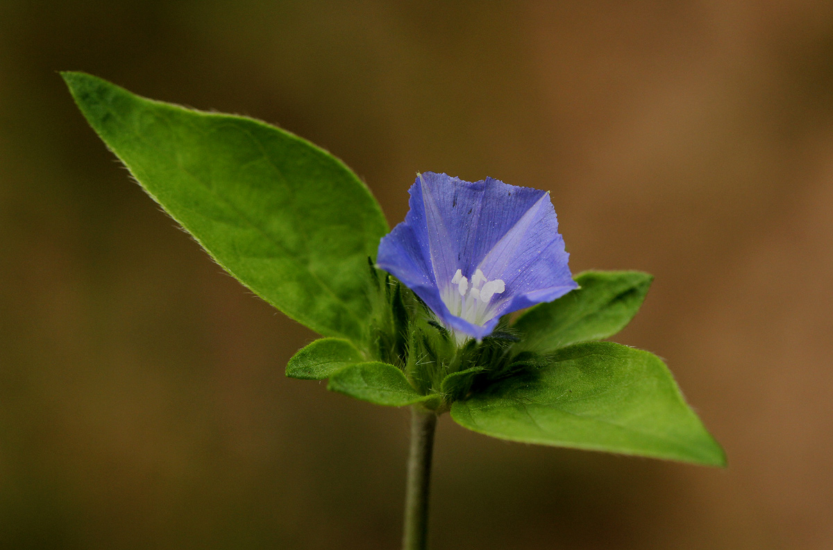 Jacquemontia tamnifolia