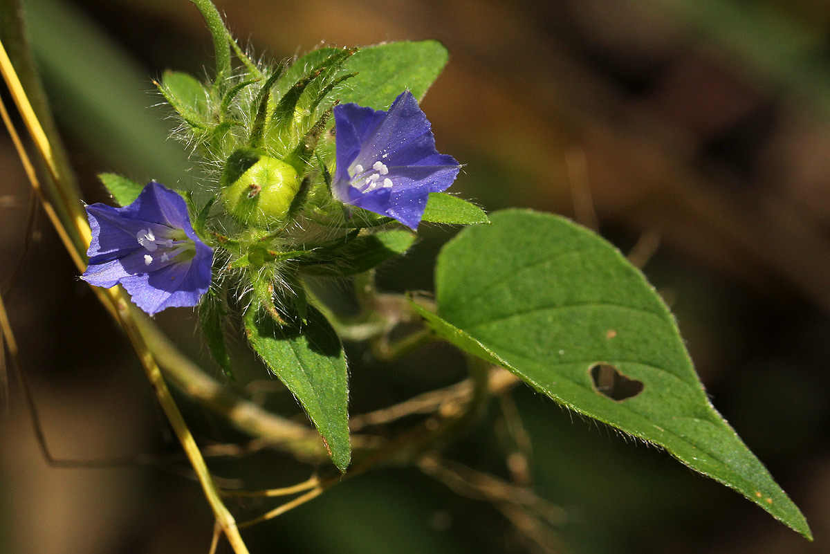 Jacquemontia tamnifolia Jacquemontia tamnifolia