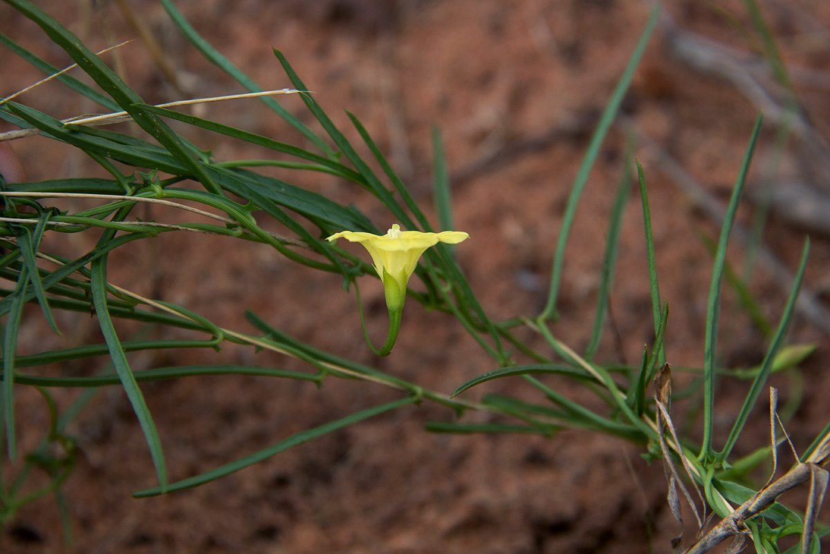 Xenostegia tridentata subsp. angustifolia Xenostegia tridentata subsp. angustifolia