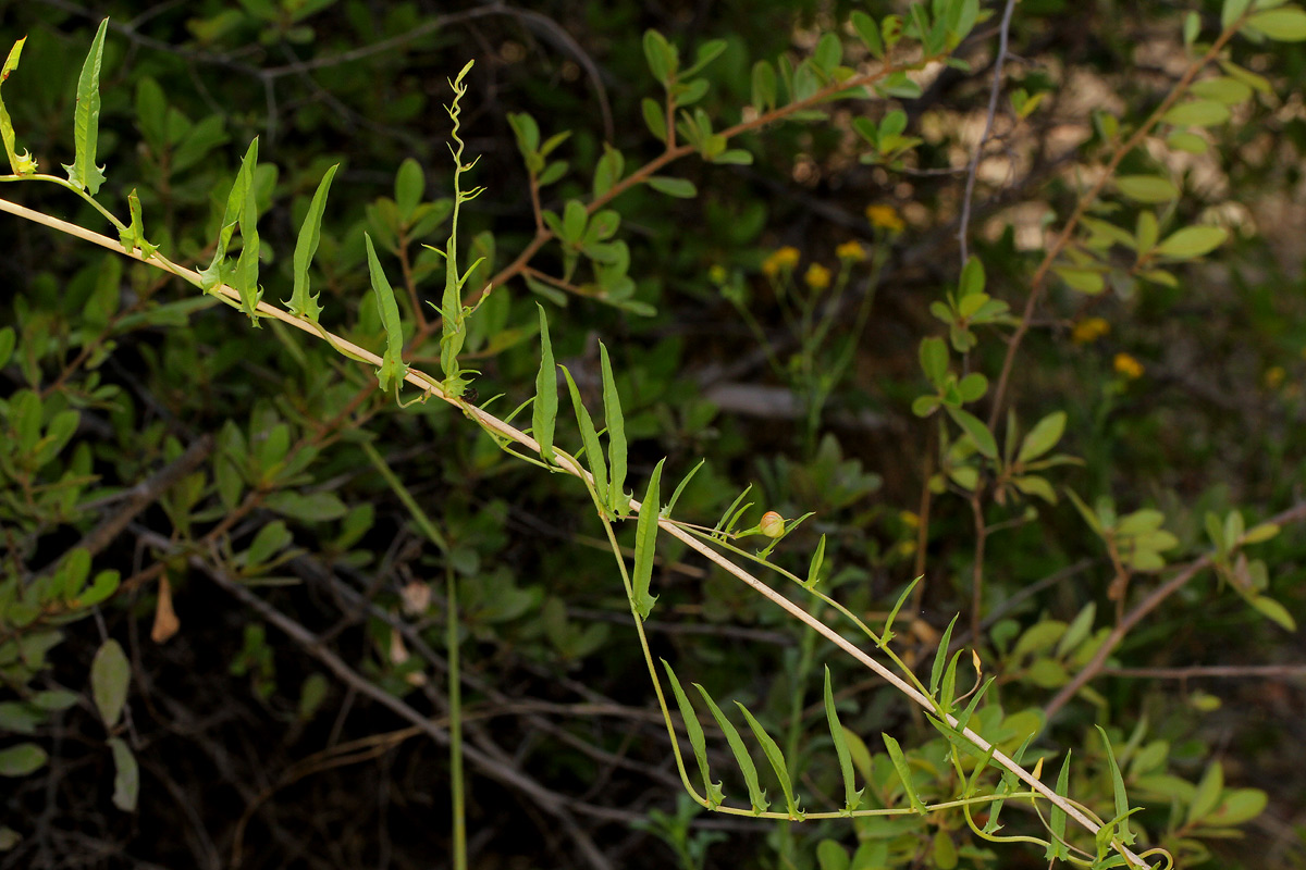 Xenostegia tridentata subsp. angustifolia Xenostegia tridentata subsp. angustifolia