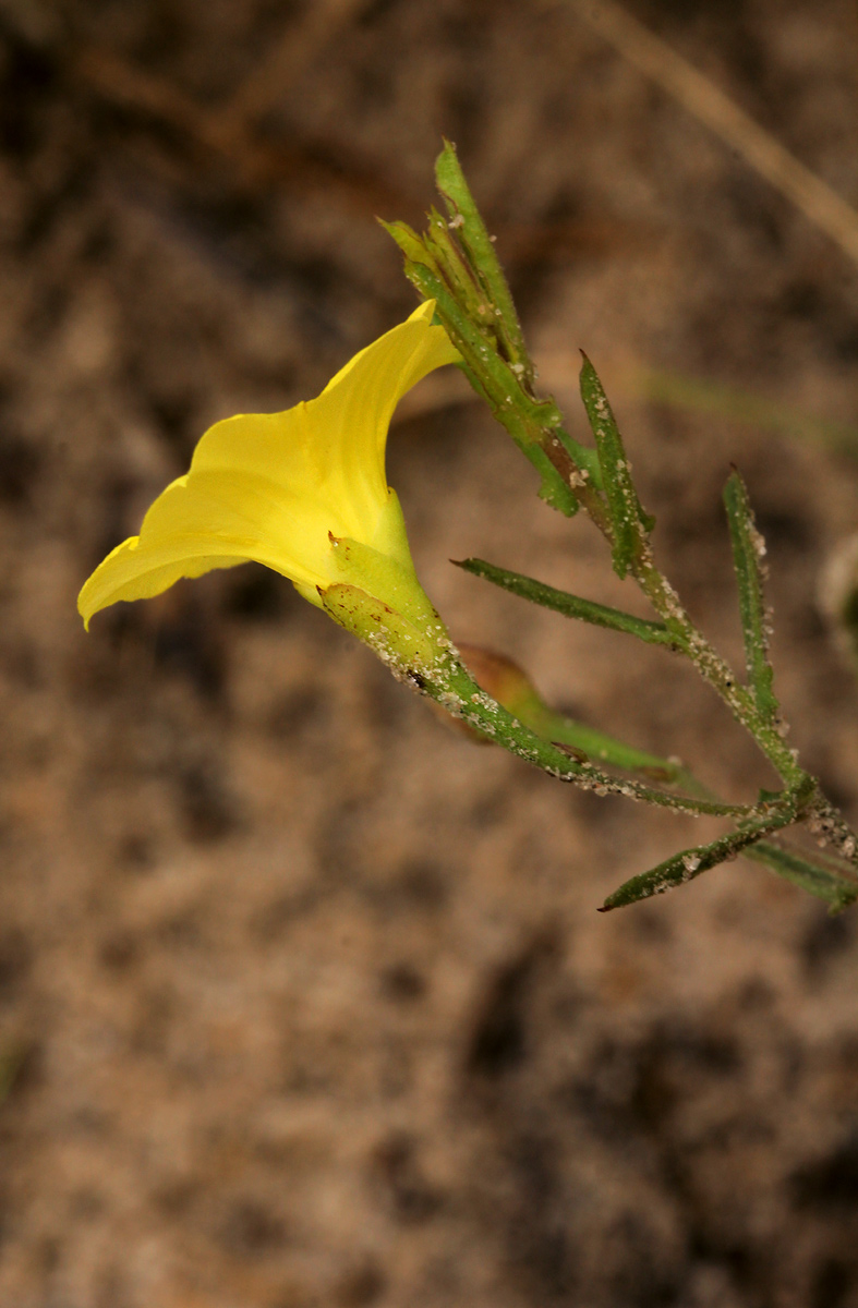 Xenostegia tridentata subsp. angustifolia Xenostegia tridentata subsp. angustifolia