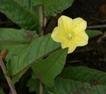 Xenostegia tridentata subsp. angustifolia