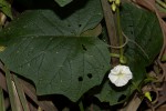 Lepistemon owariensis
