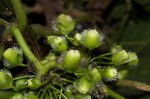 Lepistemon owariensis