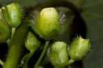 Lepistemon owariensis