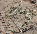 Ipomoea adenioides var. adenioides