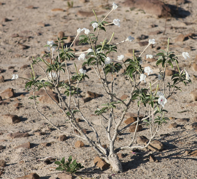 Ipomoea adenioides var. adenioides