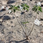 Ipomoea adenioides var. adenioides