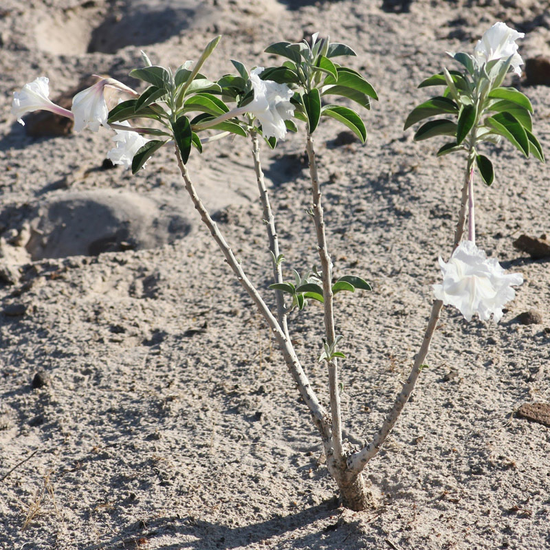 Ipomoea adenioides var. adenioides