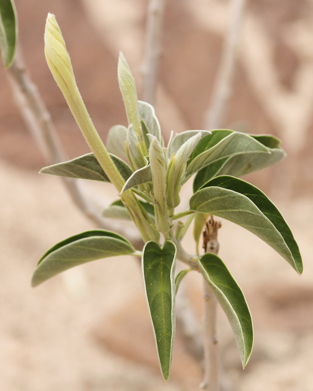 Ipomoea adenioides var. adenioides