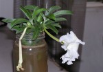 Ipomoea adenioides var. adenioides