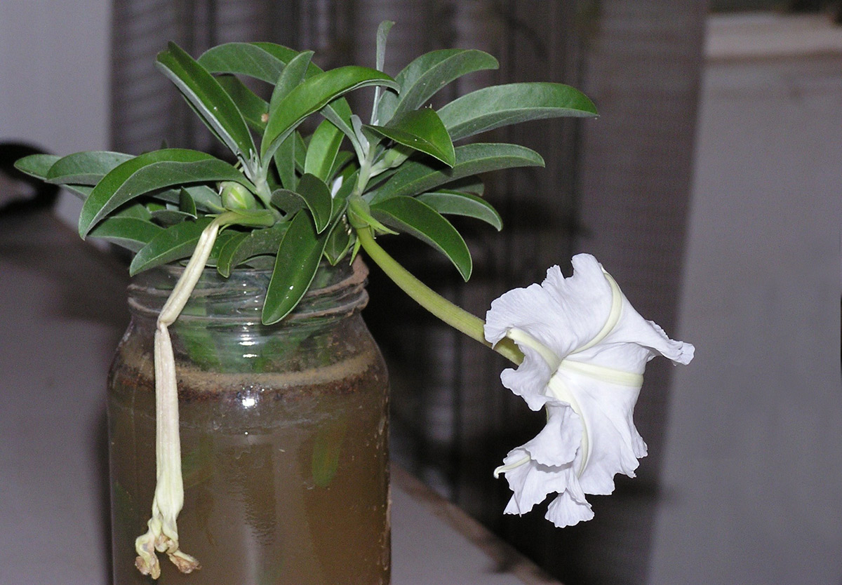 Ipomoea adenioides var. adenioides