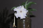 Ipomoea adenioides var. adenioides