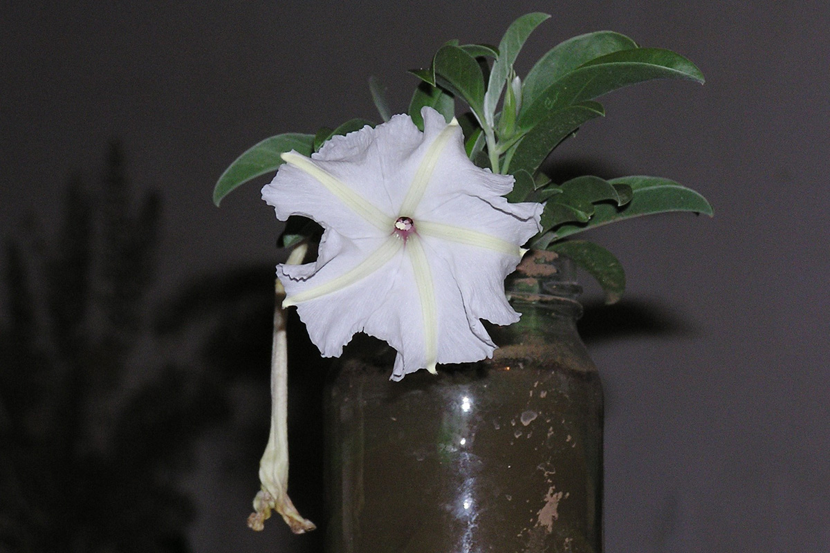 Ipomoea adenioides var. adenioides