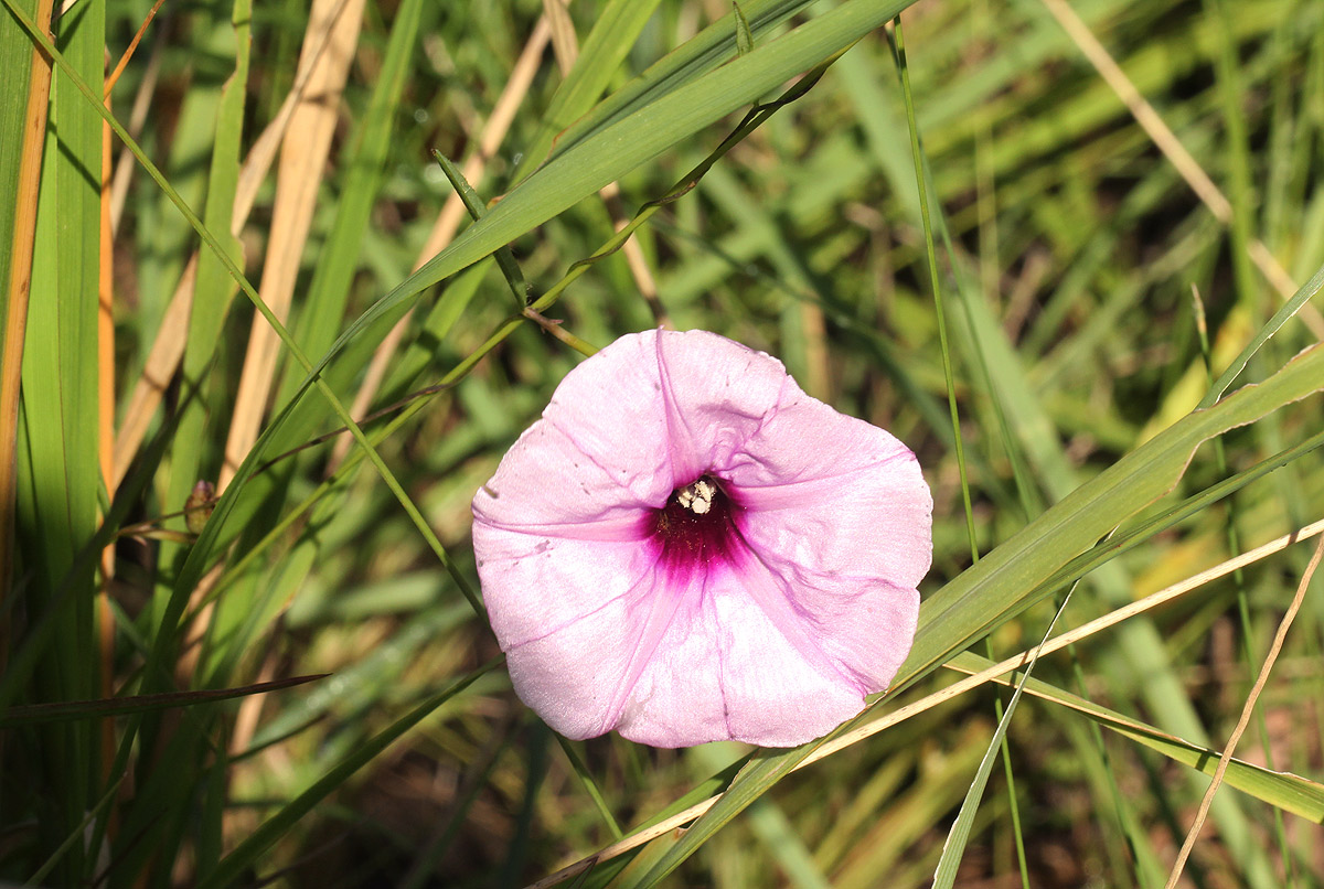 Ipomoea barteri var. barteri Ipomoea barteri var. barteri