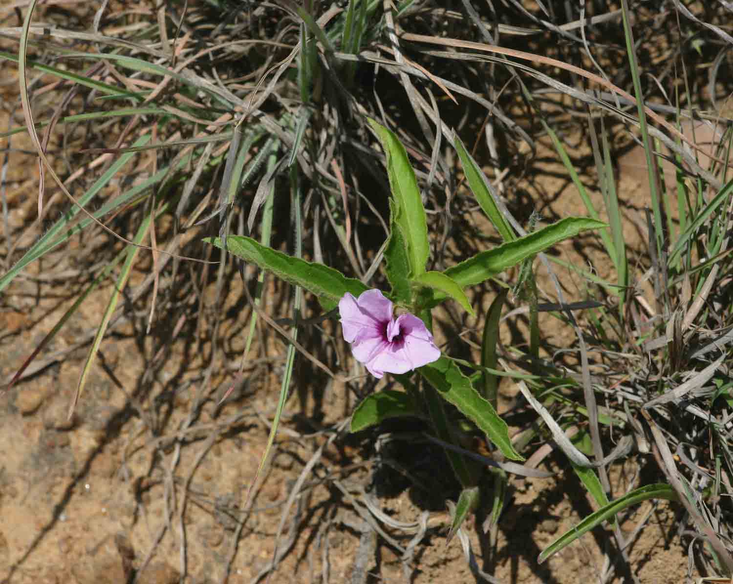 Ipomoea blepharophylla Ipomoea blepharophylla