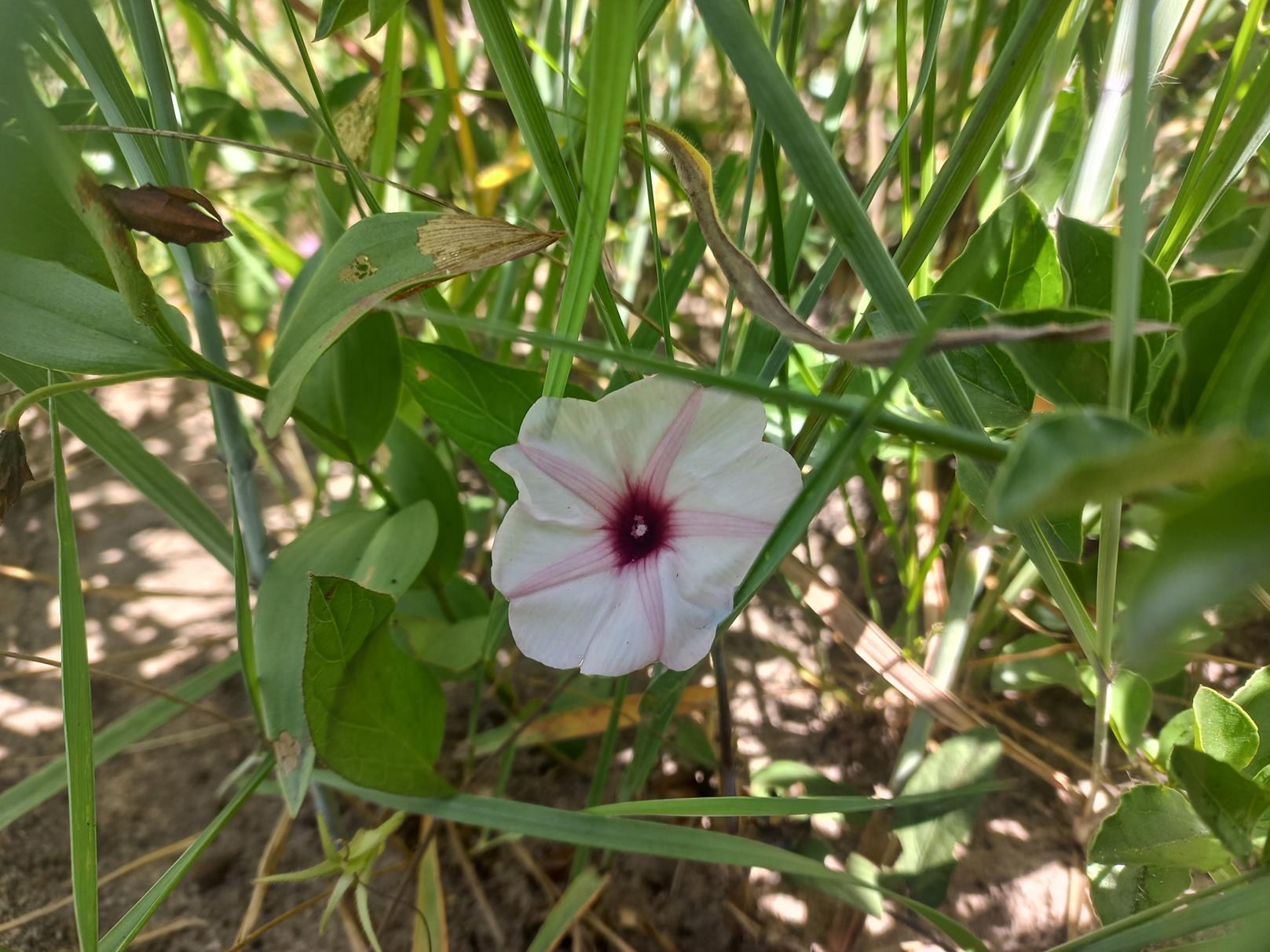 Ipomoea blepharophylla Ipomoea blepharophylla