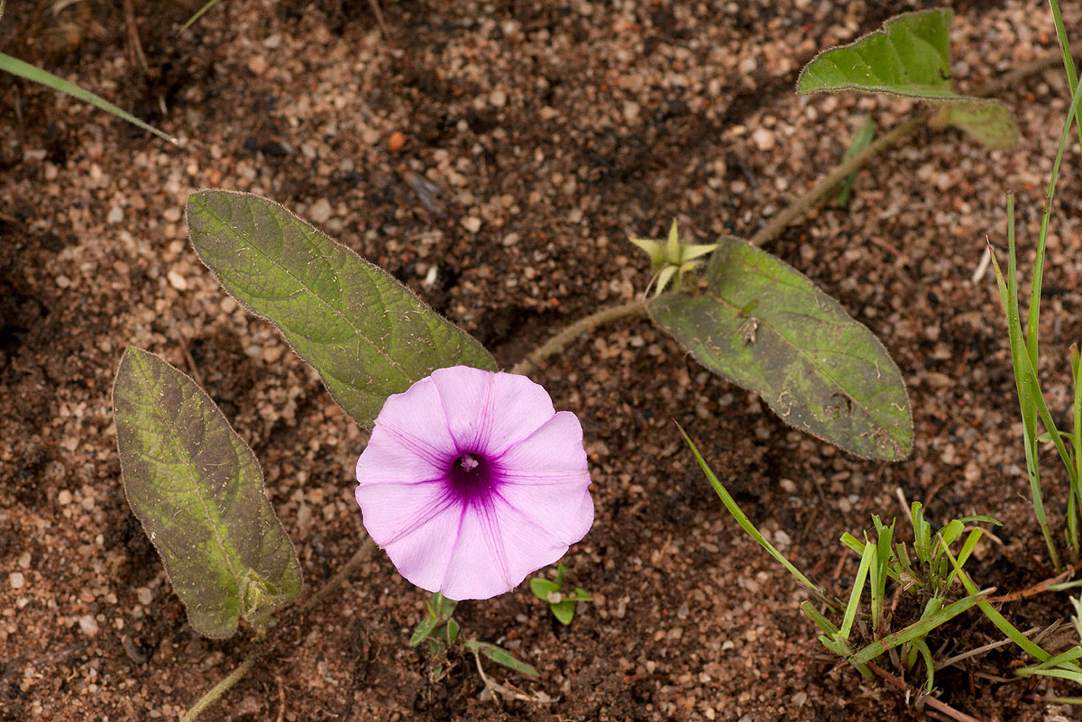 Ipomoea blepharophylla Ipomoea blepharophylla