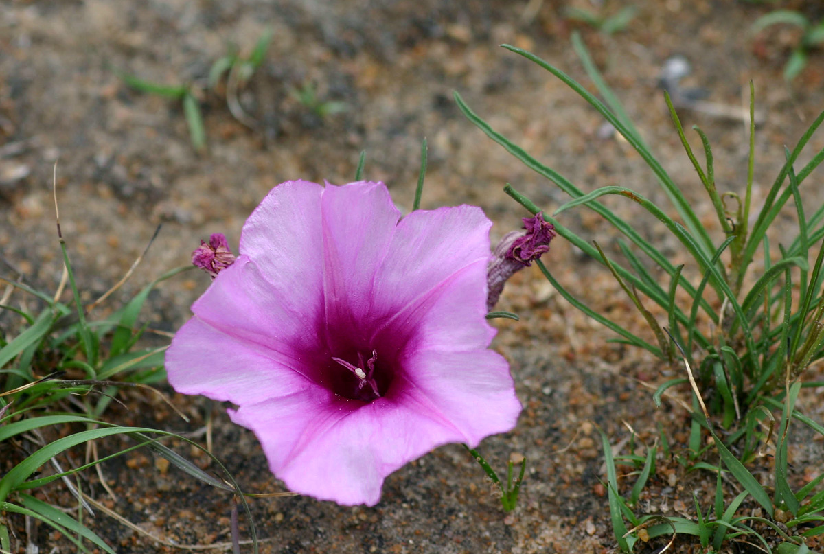 Ipomoea bolusiana Ipomoea bolusiana