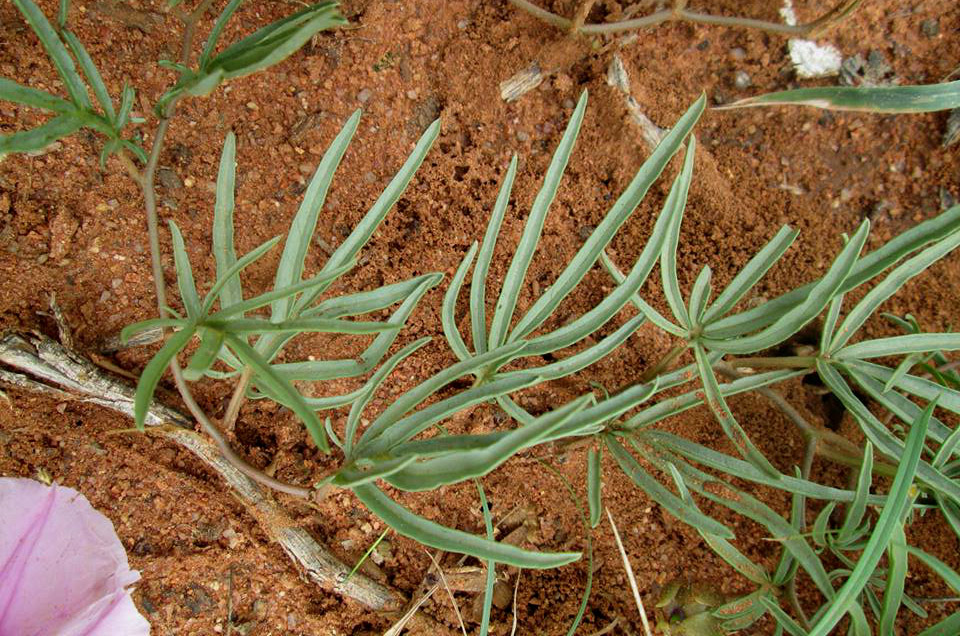 Ipomoea bolusiana