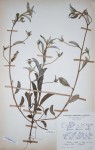 Ipomoea chloroneura