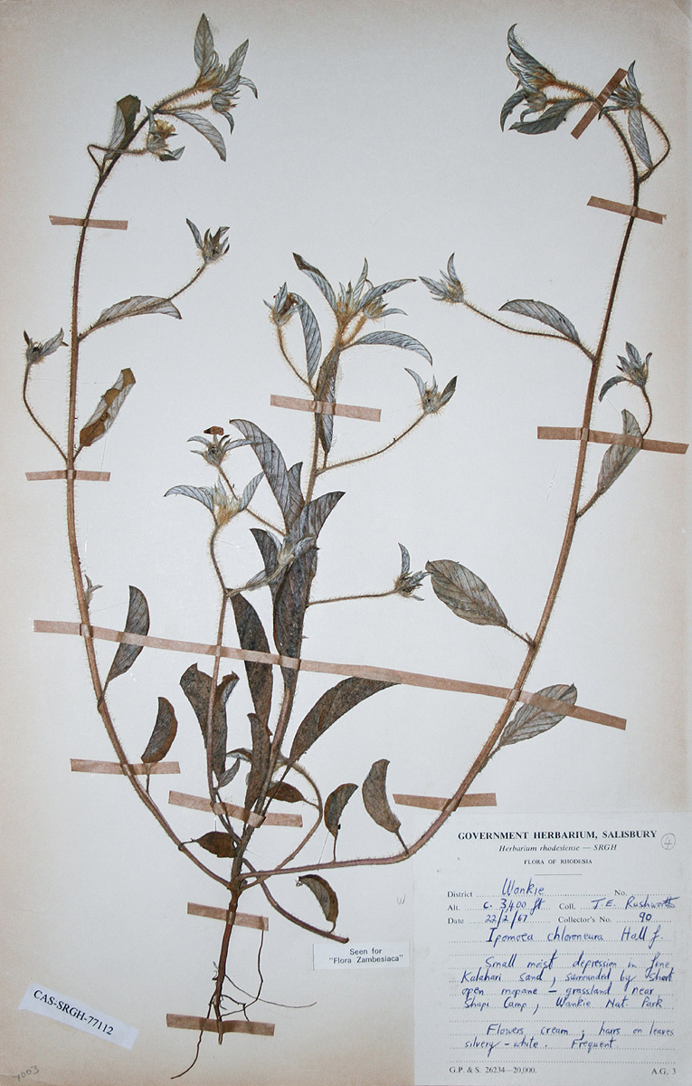 Ipomoea chloroneura