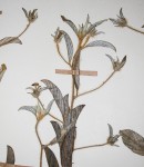 Ipomoea chloroneura
