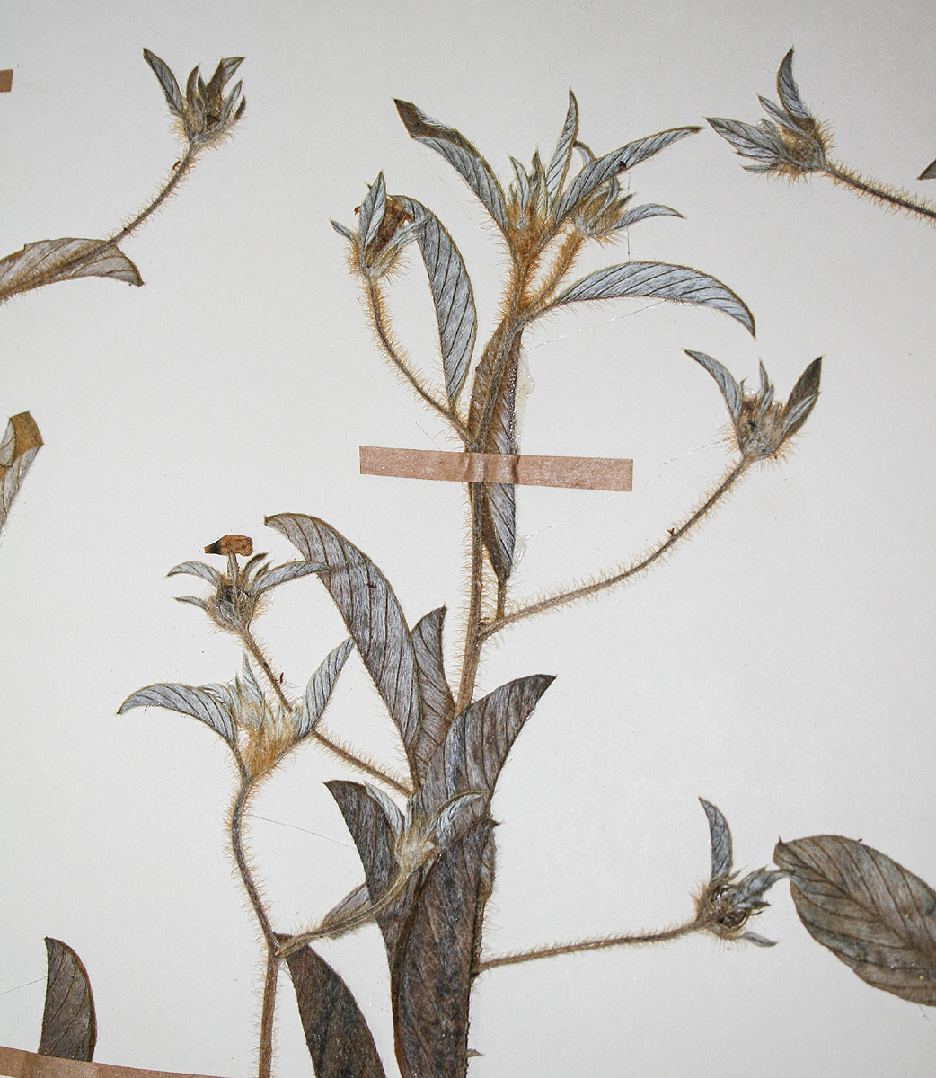Ipomoea chloroneura