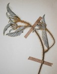 Ipomoea chloroneura