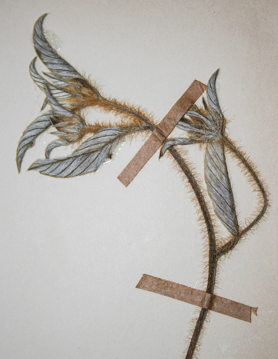 Ipomoea chloroneura