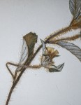 Ipomoea chloroneura