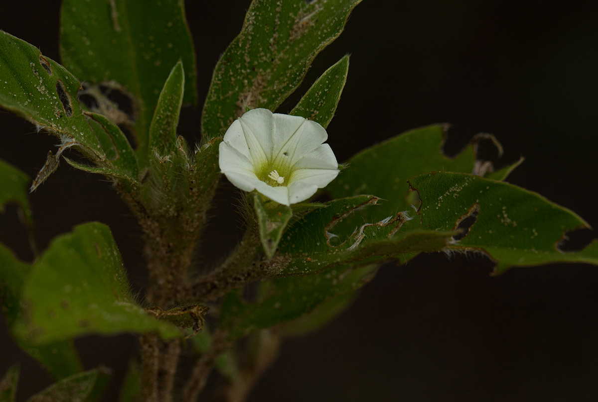Ipomoea chloroneura Ipomoea chloroneura