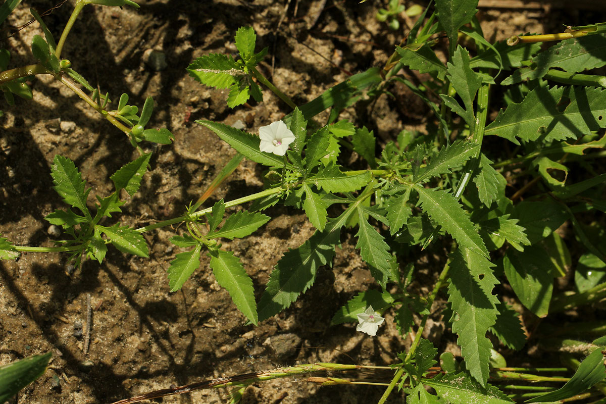 Ipomoea coptica var. coptica Ipomoea coptica var. coptica
