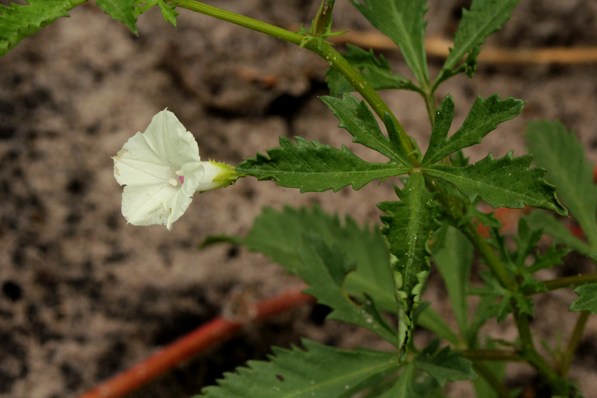 Ipomoea coptica var. coptica