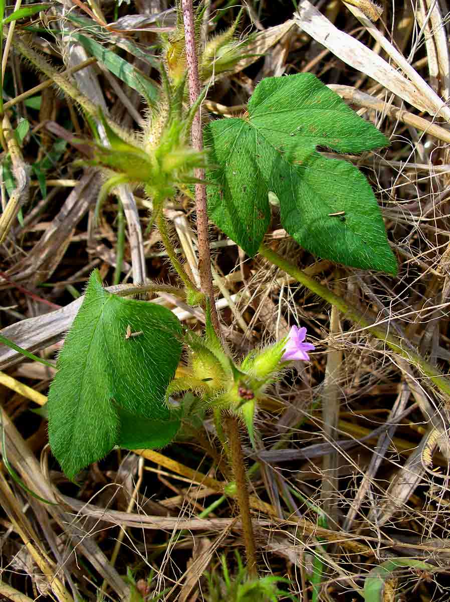 Ipomoea dichroa Ipomoea dichroa