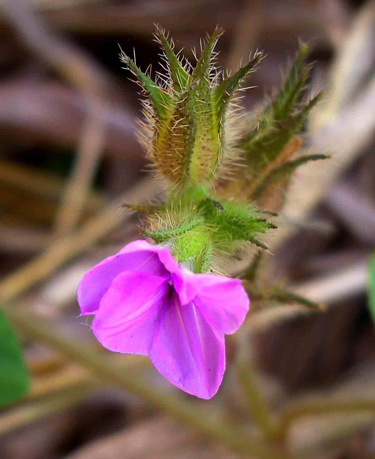 Ipomoea dichroa Ipomoea dichroa
