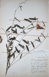 Ipomoea fulvicaulis var. asperifolia