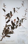 Ipomoea fulvicaulis var. heterocalyx