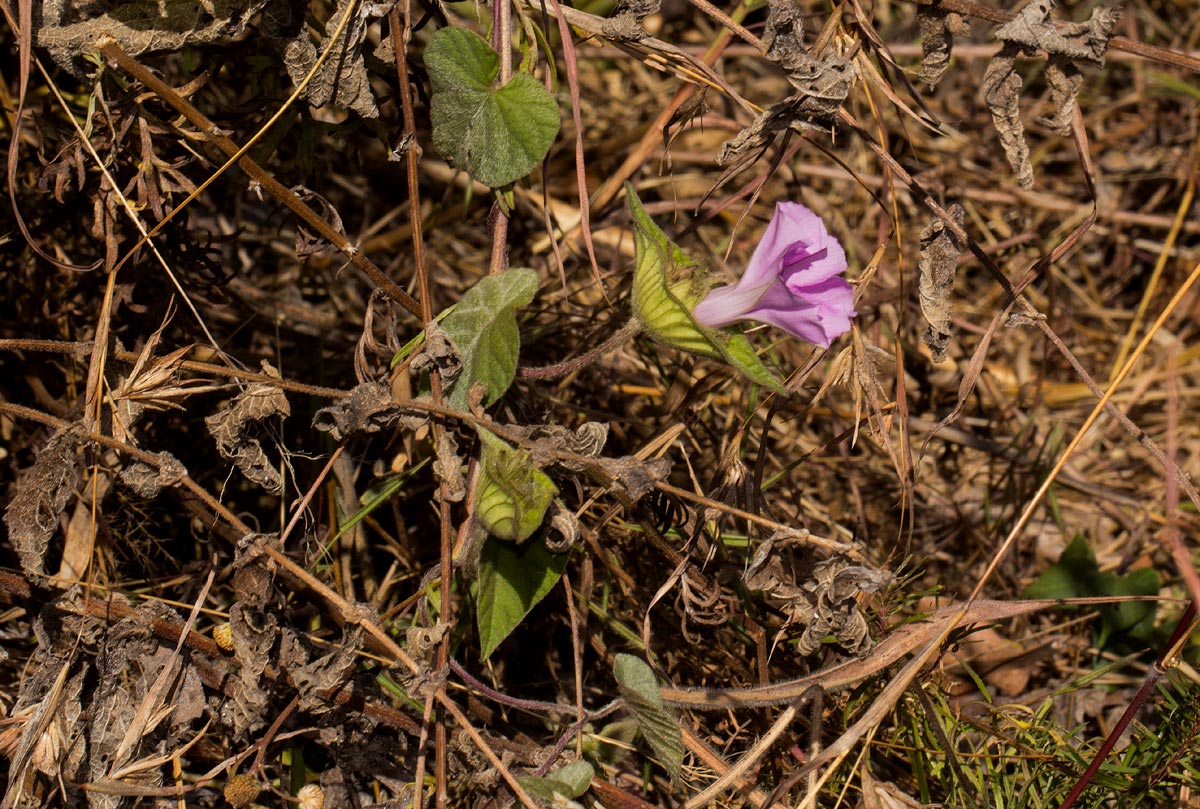 Ipomoea involucrata Ipomoea involucrata