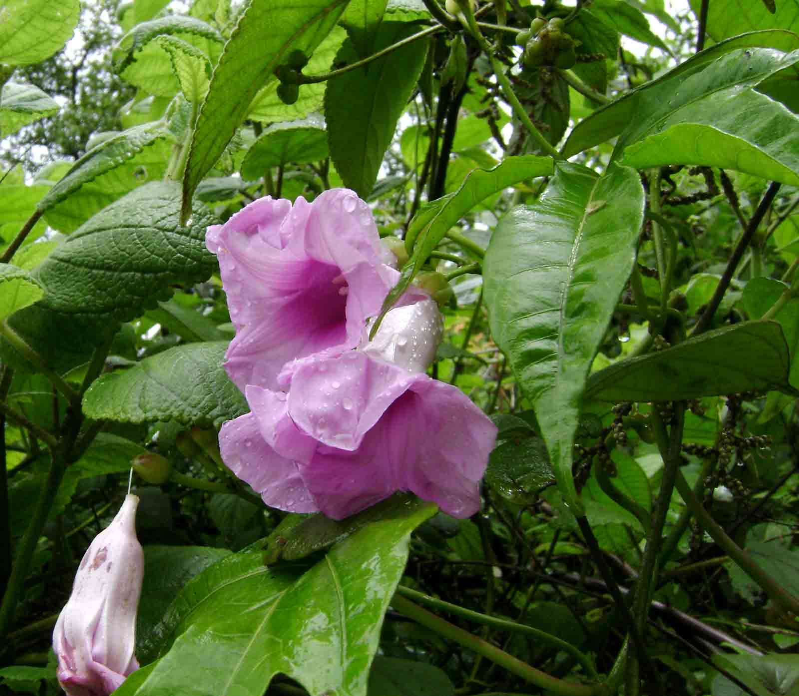Ipomoea mauritiana Ipomoea mauritiana