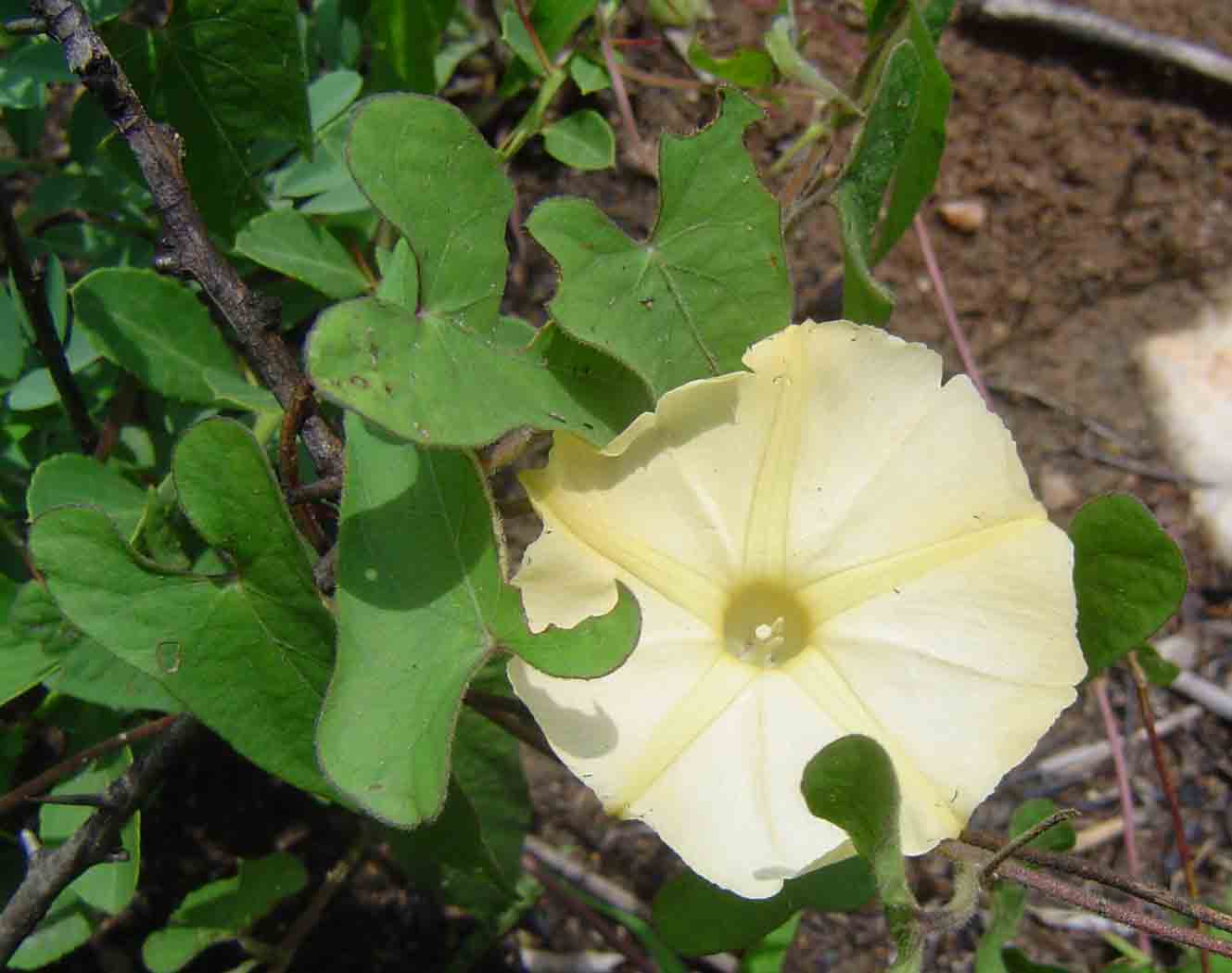 Ipomoea obscura var. obscura Ipomoea obscura var. obscura