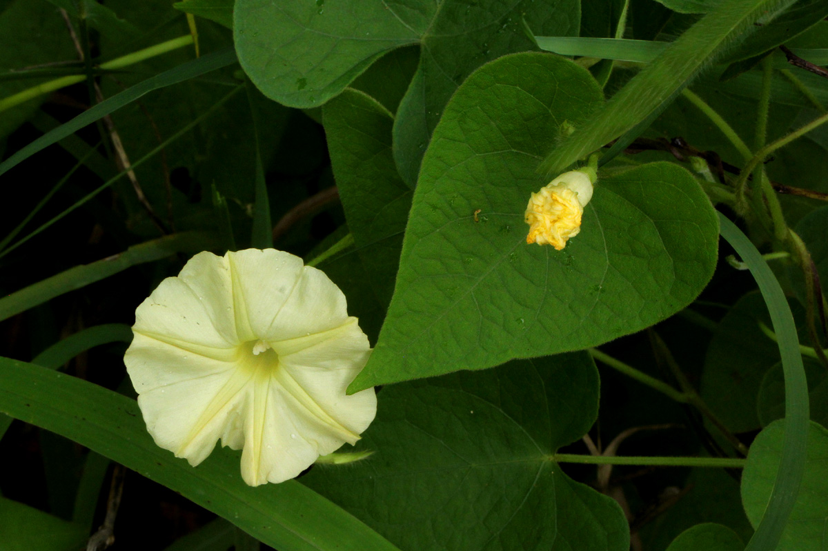 Ipomoea obscura var. obscura Ipomoea obscura var. obscura