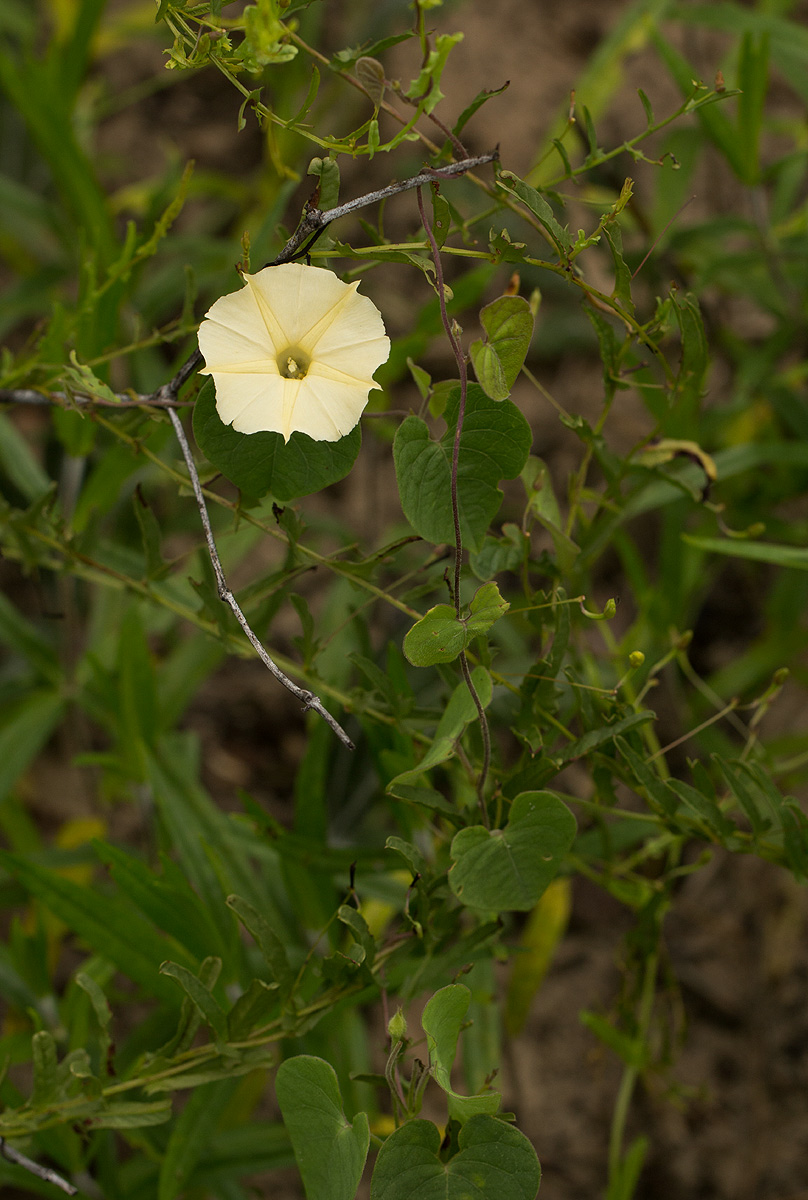 Ipomoea obscura var. obscura Ipomoea obscura var. obscura