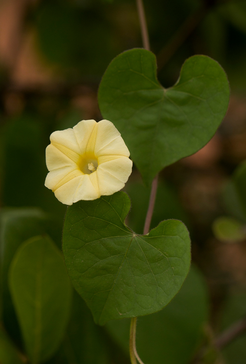 Ipomoea obscura var. obscura Ipomoea obscura var. obscura
