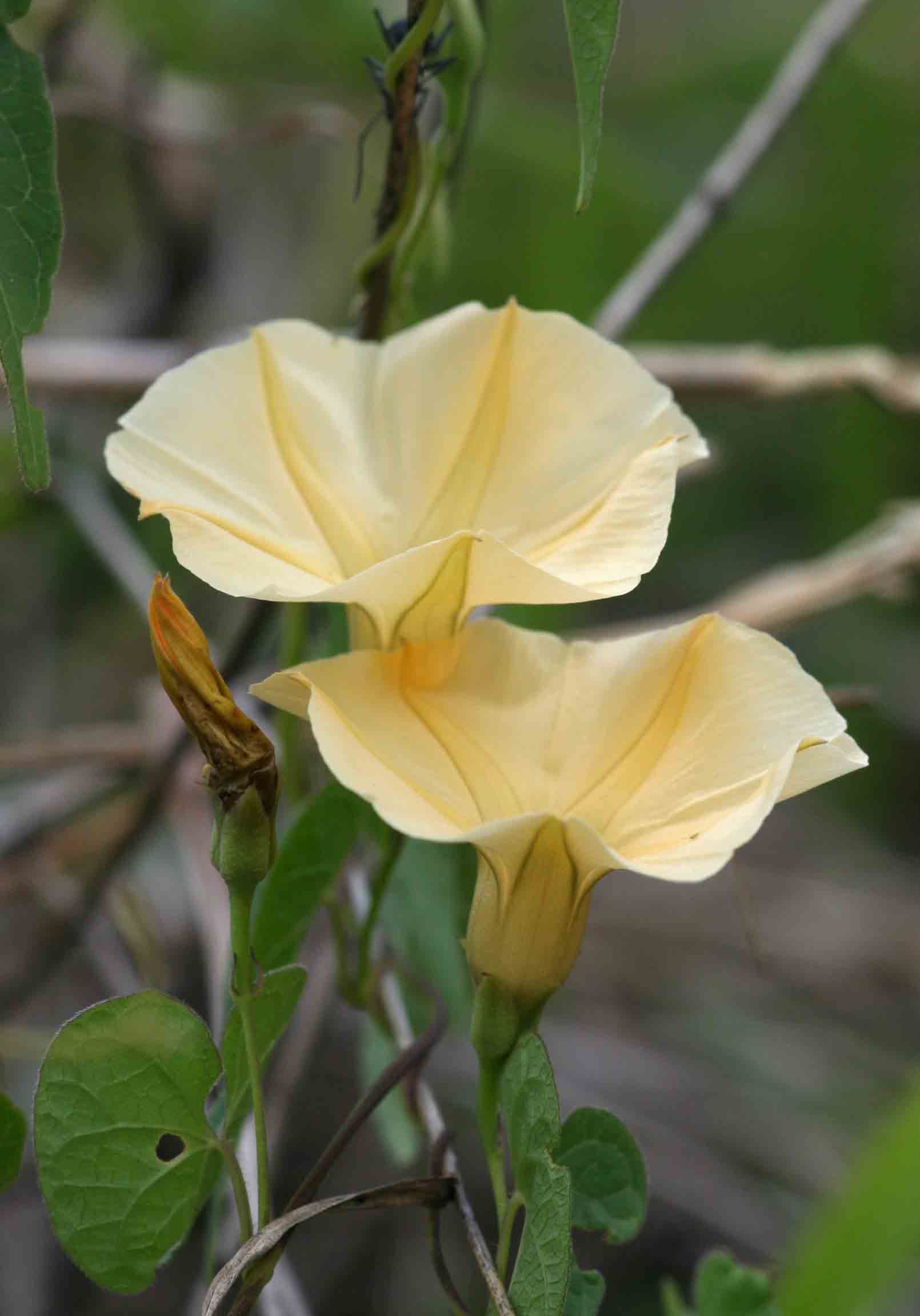 Ipomoea obscura var. obscura Ipomoea obscura var. obscura
