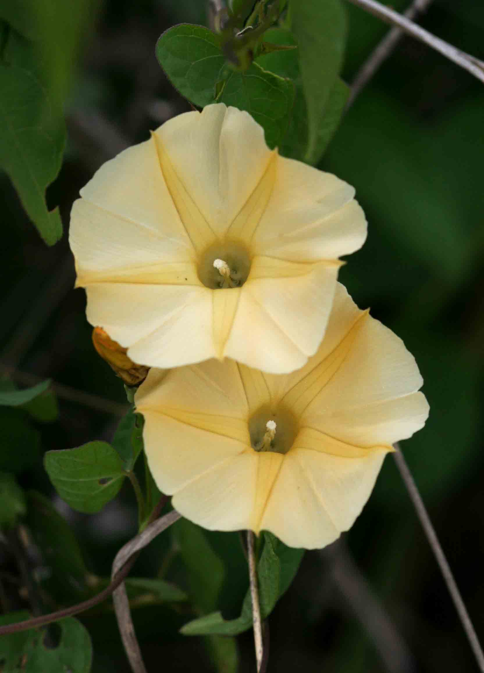 Ipomoea obscura var. obscura Ipomoea obscura var. obscura