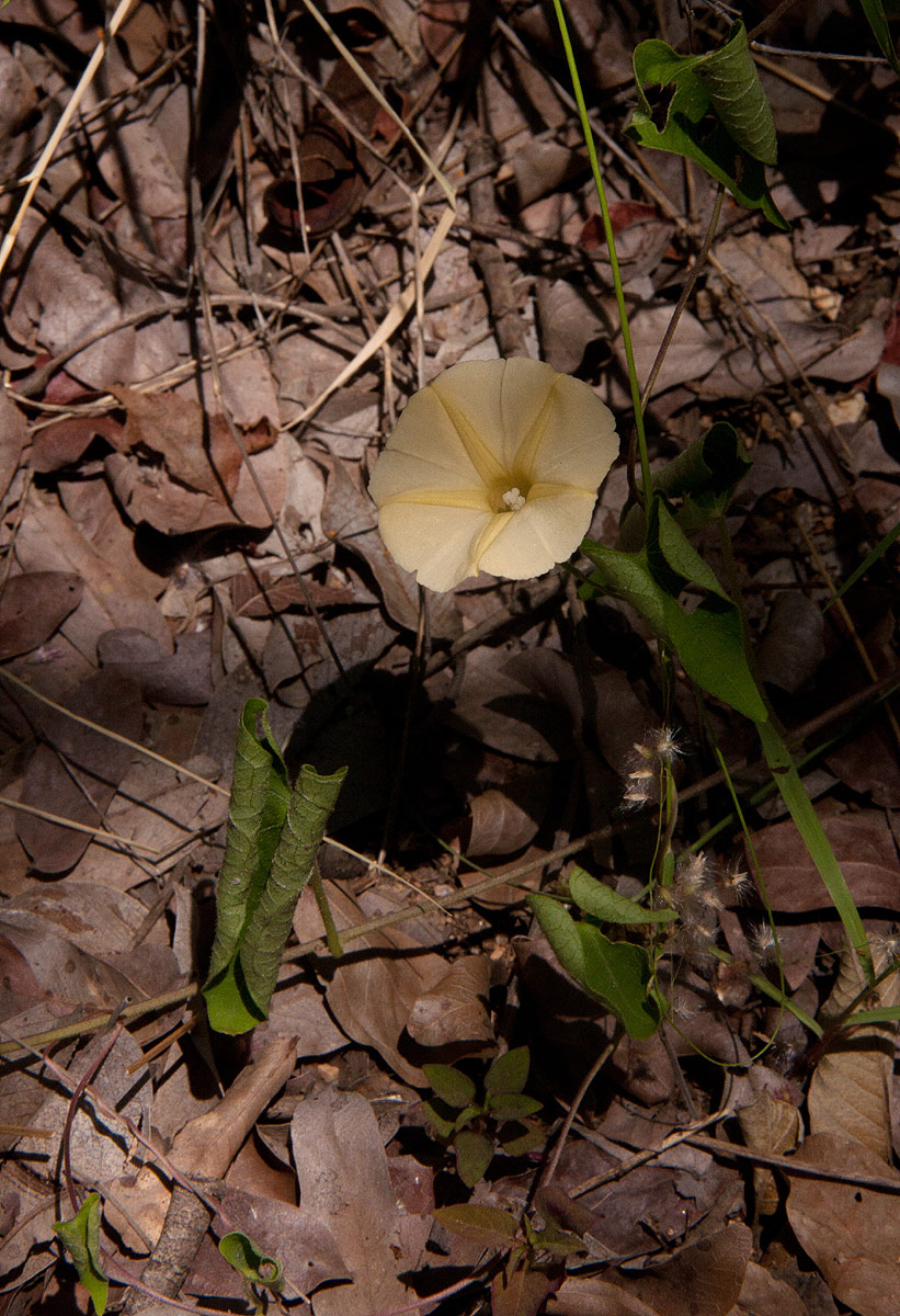 Ipomoea obscura var. obscura Ipomoea obscura var. obscura